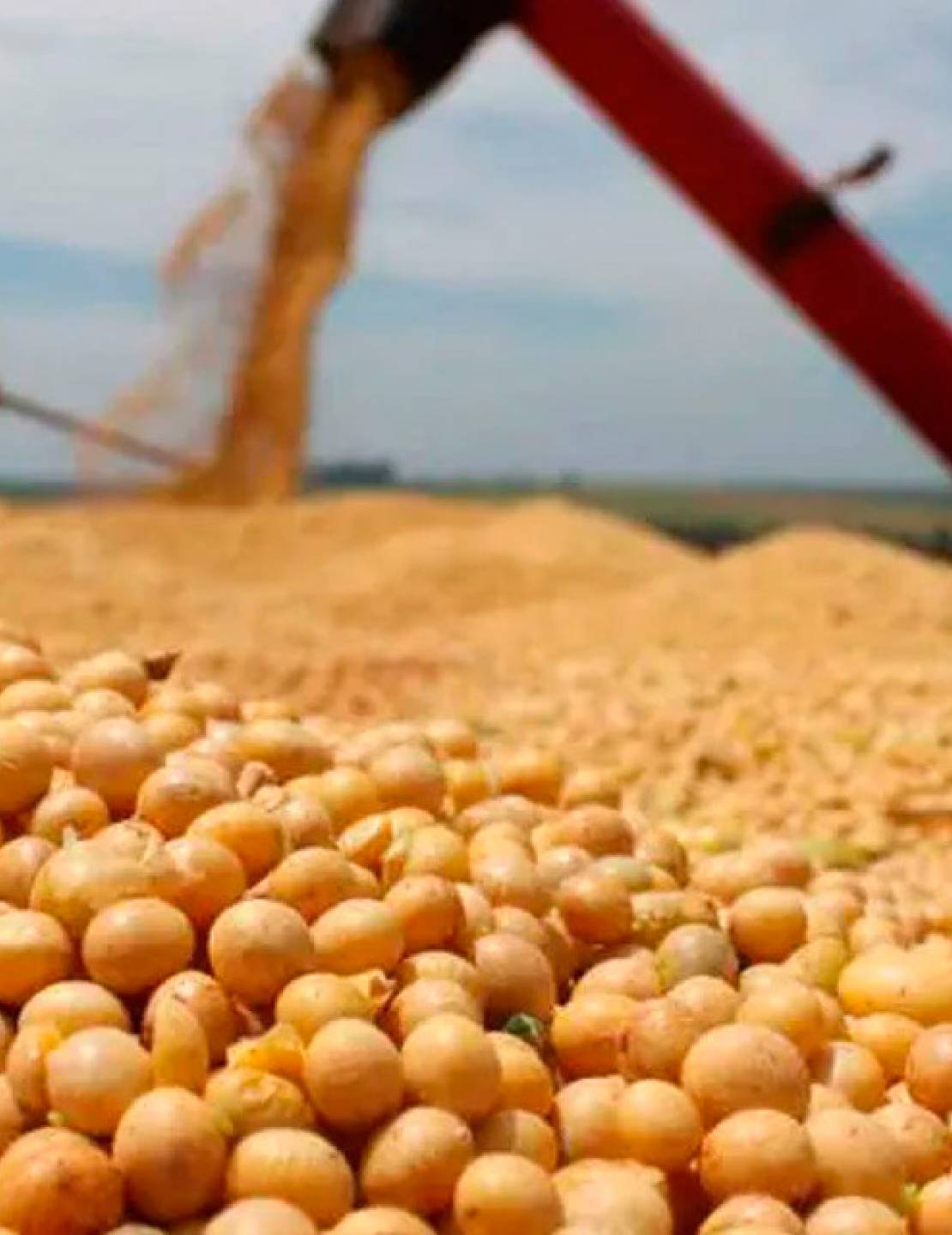 El Gobierno prorrogó la reducción de derecho de exportación para determinados productos agrícolas